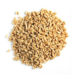 Пшеница, зерно (БИО)