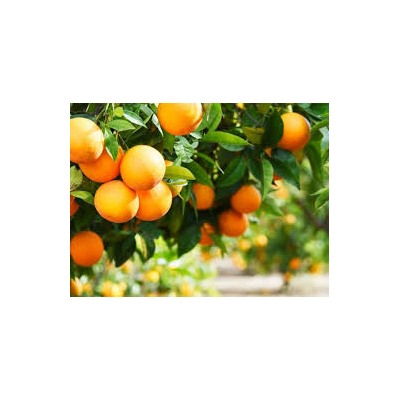 Апельсин сладкий 10 мл. (Бразилия) 100% натуральное эфирное масло